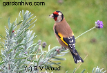 Goldfinch